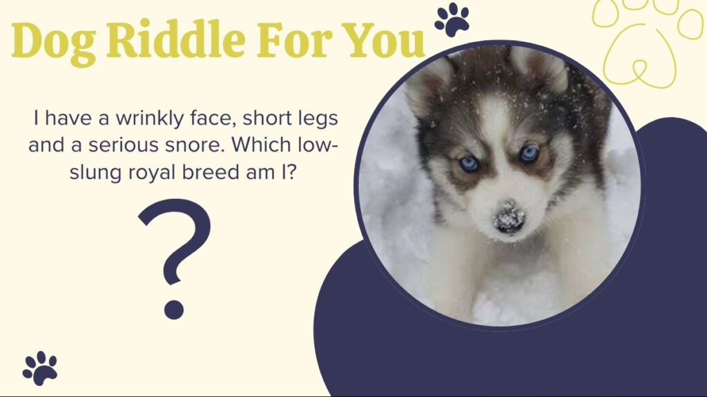 dog riddle for you
