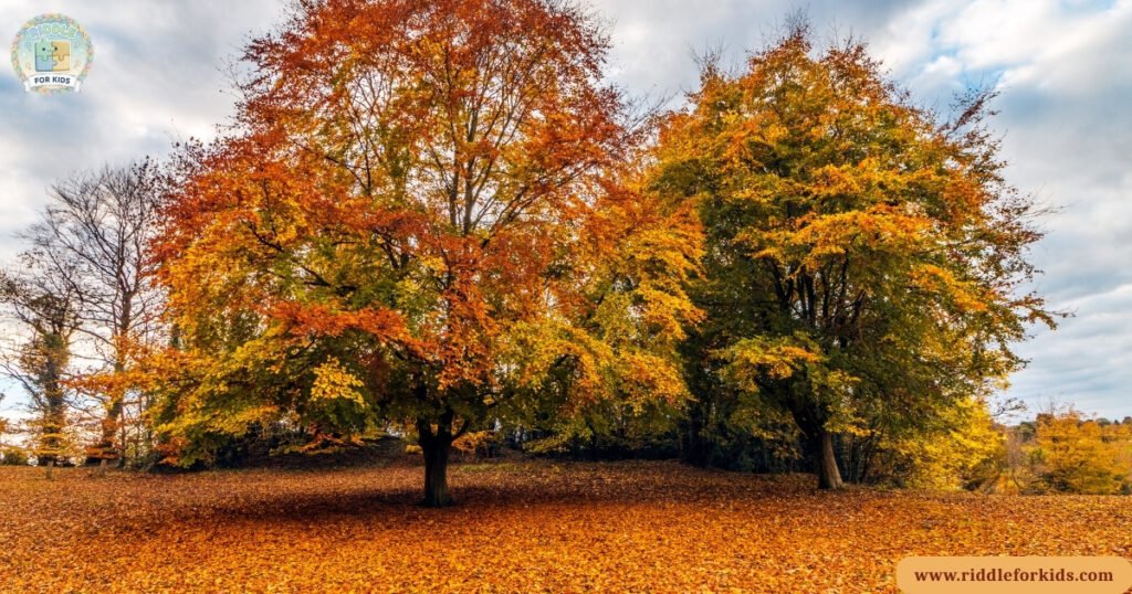 Autumn Riddles With Answers