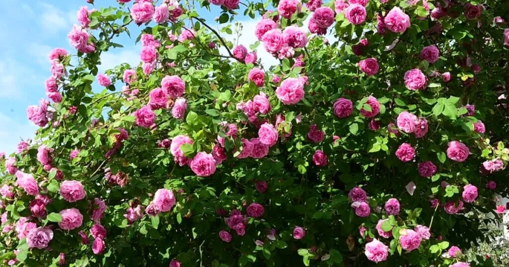 Easy Flower Riddles For Kids