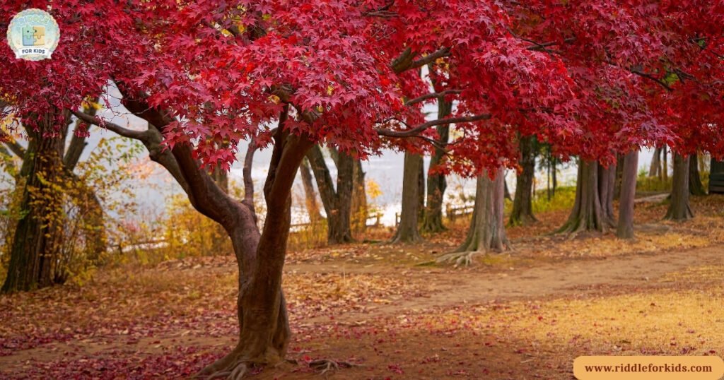 Fall Riddles For Kids (Autumn)