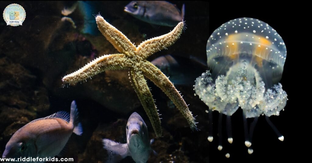 Fish Riddles For adults