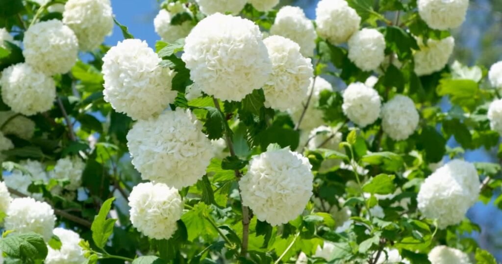 Flower Jokes To Make You Smile