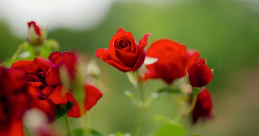 Tricky Flower Riddles For Kids