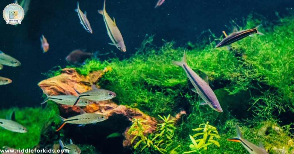 What Am I Fish Riddles