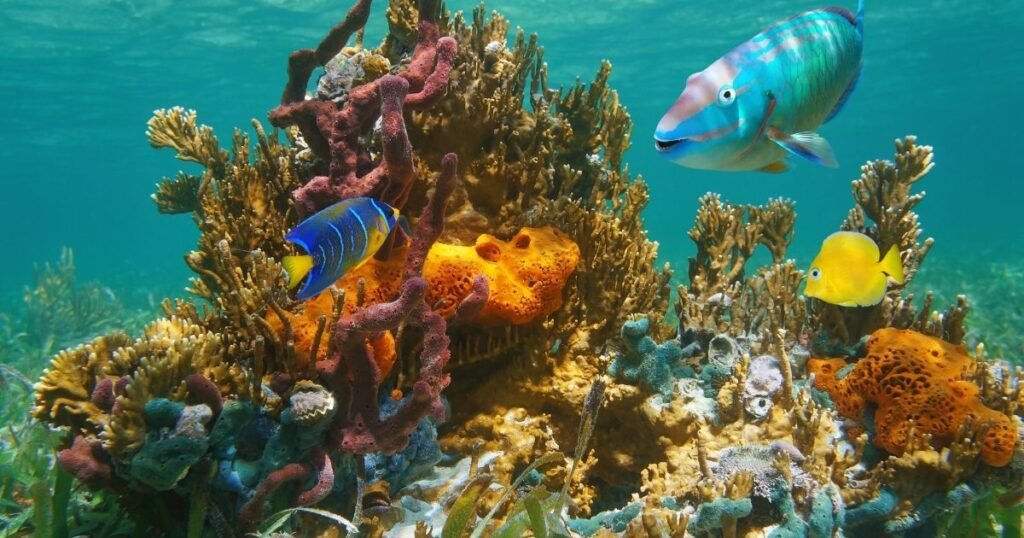 Ocean Animals Riddles for Kids